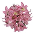 thumbnail image 2 of Bloomingmore - Oriental Lilies - Pink Fresh Flowers, 60 Stems, 2 of 6