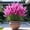 b, variant on Pampas Grass-Low Maintenance,for Garden,Ideal for Beds Borders Plant Pots & Planters