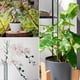 thumbnail image 4 of Juego de Clips de Soporte para Plantas Monstera, Estacas de Soporte para Plantas, Poste de para Plantas de Interior, Estacas para Plantas Trepadoras, 4 of 5