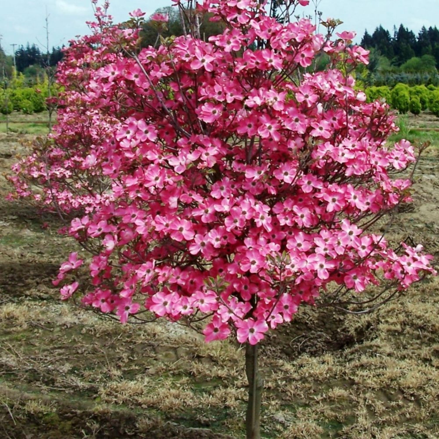 Expert Gardener 2-3 ft tall Cherokee Chief Dogwood Live Tree in 5-Gallon Grower Pot