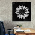 thumbnail image 6 of Epic Graffiti 'Sunny Bloom Monochrome' by Leah McLean,, 37"x37", 6 of 8