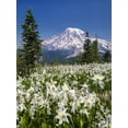 thumbnail image 2 of Paulson, Don 19x24 White Modern Wood Framed Museum Art Print Titled - Washington Avalanche lilies and Mount Rainier, 2 of 4