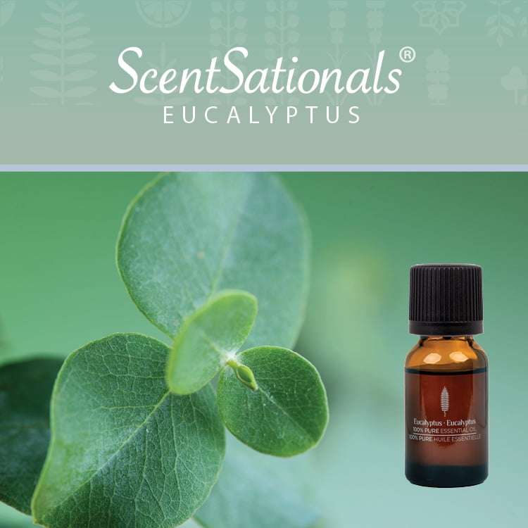 ScentSationals 100% Essential Oil - Eucalyptus, 15 mL (0.5 fl oz)