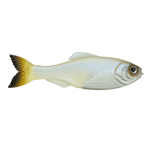 6th Sense Panorama Soft Bait, 2.8", Pro Blue