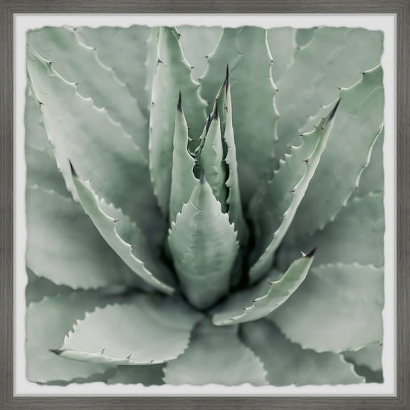 Toothed Leaf Succulent 12 in x 12 in Framed Painting Art Prints, by Marmont Hill