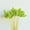 Green, variant on Natural Dried Bunny Tail Grass Real Flower Eternal Flower Lagurus Ovatus Dry Grass Dried Flowers Pampas Grass Bouquet Rabbit Tail Grass Stems forHome Decor and Fall Theme Decorati(7"/White)