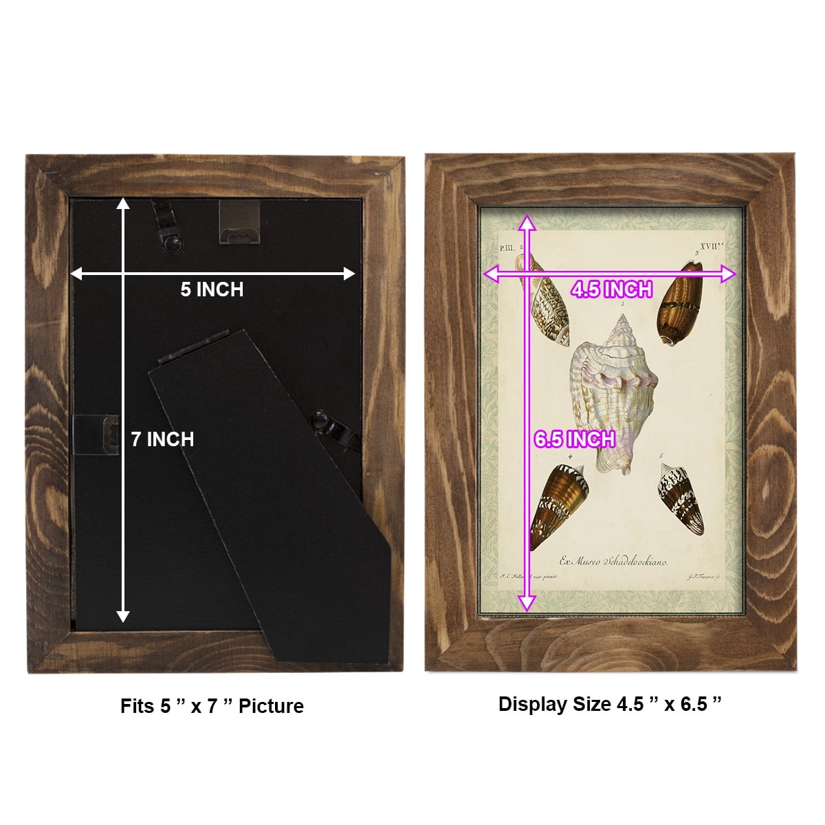 Bookplate Shells IV - Framed Print w/glass - Walnut