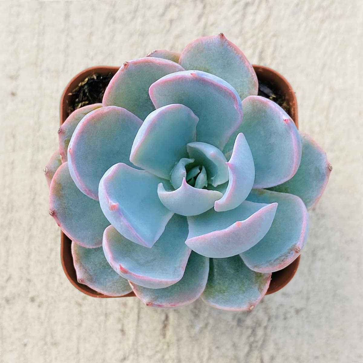 Succulent Plants, Echeveria desmetiana de Smet Rosette Succulent Fully Rooted in 2” Planter