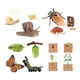 thumbnail image 3 of Juguetes educativos sobre el ciclo de vida, material didáctico preescolar, ciencias de la vida para jardín de infancia Estilo C, 3 of 9