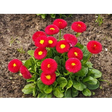 100 RED ENGLISH DAISY Bellis Perennis Double Flower Seeds