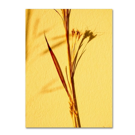 Trademark Fine Art 'Cream Of Wheat 3' Canvas Art by Geoffrey Baris