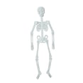 thumbnail image 1 of Wedding Send off Glow Sticks Pillows Decorations for Bedroom Kids Room Stuff for Girls Glow In The Dark Skeleton Props Bar Decorations Fluorescent Skeleton Funny Decorations, 1 of 4