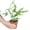 4_FERN_BLUE.STAR, variant on Fern 'Blue Star' - Live Air-Purifying Indoor Plant in Nursery Pot – Easy Care, Low Maintenance Houseplant for Home & Office Decor, Natural Air Cleaner, Best for Beginners (4"Pot, NurseryPot)