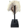 thumbnail image 5 of Design Toscano Triceratops Dinosaur Skull Fossil Statue on Museum Mount, 5 of 9