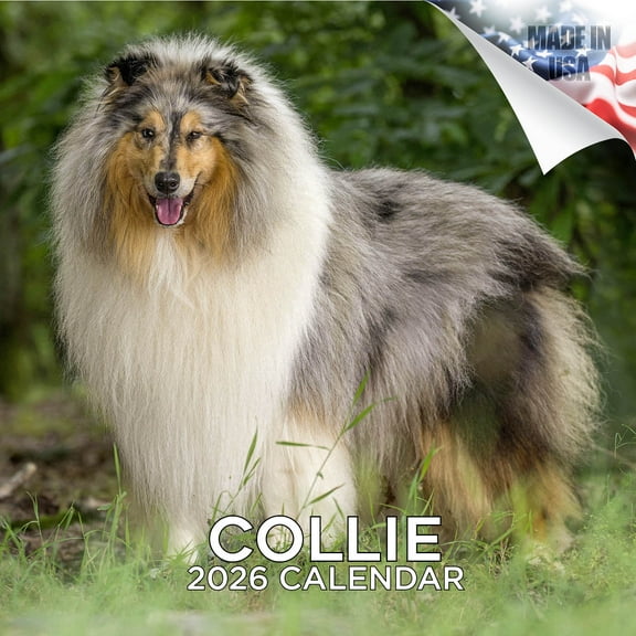 2025 2026 Collie Calendar - Dog Breed Monthly Wall Calendar - 12 x 24 Open - Thick No-Bleed Paper - Giftable - Academic Teacher's Planner Calendar Organizing & Planning - Made in USA