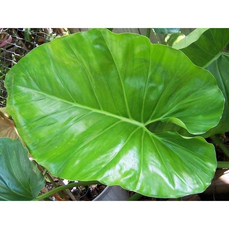 Monster Philodendron Giganteum - Huge Leaves -6" Pot-Trending/Collector's  Series - Walmart.com