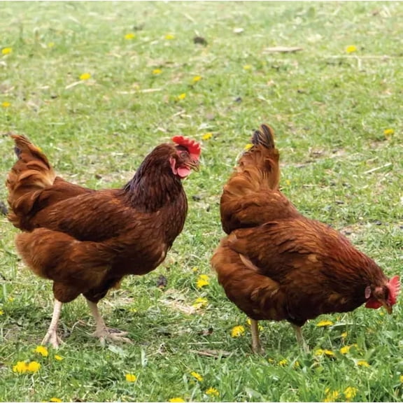 Chicken Forage Seed Mix - 5 lb - Covers 10,000 Sq Ft