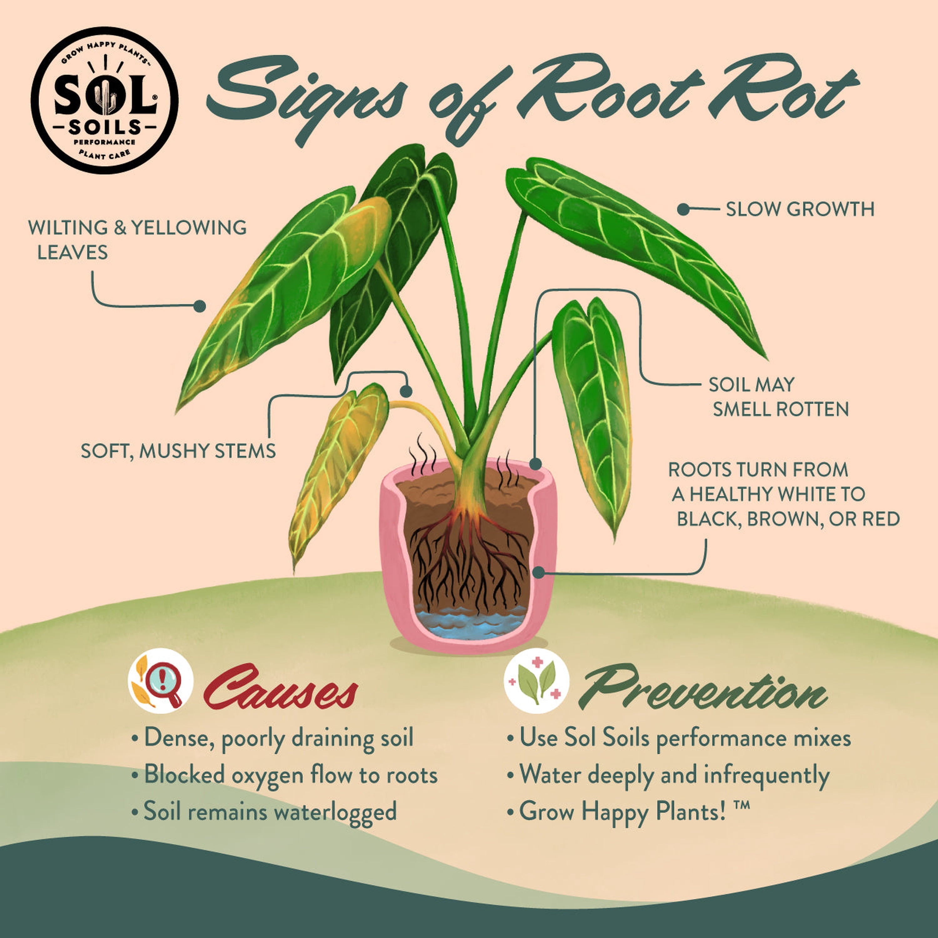 Sol Soils Calcined Clay  100% Peat-Free Soil Amendments with Superior Drainage, Aeration, & Root Health for Indoor Plants, Succulents, Bonsai & More - 1 Gallon
