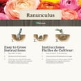 thumbnail image 5 of Ranunculus Mix, 5 of 8