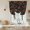 Black, variant on Orange Leaves Fall Tie Up Curtains 45 Inches Long, Kitchen Window Curtains Over Sink, Thanksgiving Botanical Leaf Linen Small Window Curtains Shade Balloon Curtains Valances for Bedroom/Cafe 34"x45"