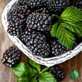 thumbnail image 5 of 1 gal. Navaho Blackberry, 5 of 10