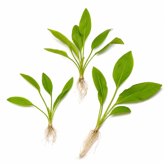 Canton Aquatics Ruffled Sword Aquarium Plant, Bare Root, Green, 5-8 in, 3 Count