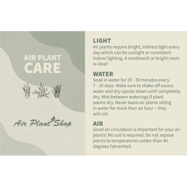 air-plant-shop-cork-bark-planters-with-small-xerographica-air-plants-wholesale-and-bulk-succulents-live-tillandsia-easy-care-indoor-and-outdoor-house-plants-walmart-business-supplies