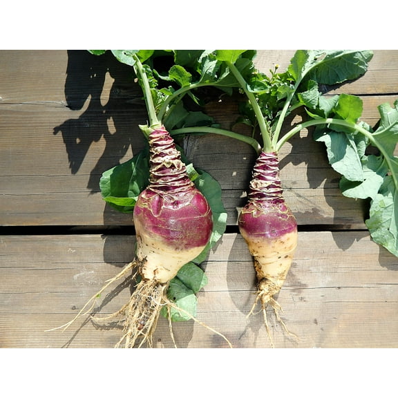 1500 American PURPLE TOP RUTABAGA Brassica Napus Root Vegetable & Greens Seeds