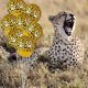 thumbnail image 3 of 100pices Ballons Lopard En Latex Ballons De Gupard Ballons D'animaux De La Jungle Pour Les Fournitures De Fte Pour Animaux De Zoo Safari Dcoration, 3 of 5