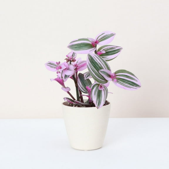 Live Tradescantia Nanouk Plant - 4" Decorative Biodegradable Pot - Natural