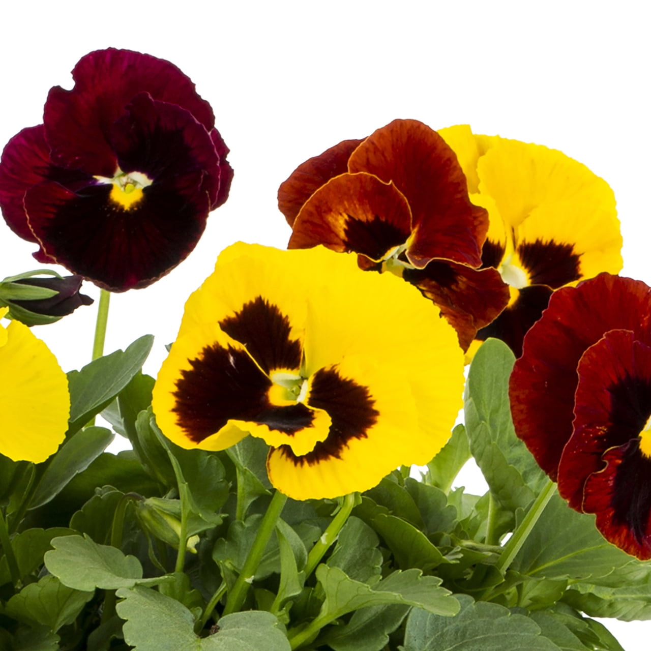 Expert Gardener 2.5QT Red Yellow Pansy Live Annual Plant Sun 3-Pack
