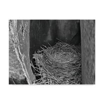 Trademark Fine Art 'Robins Nest' Canvas Art by Brenda Petrella Photography Llc
