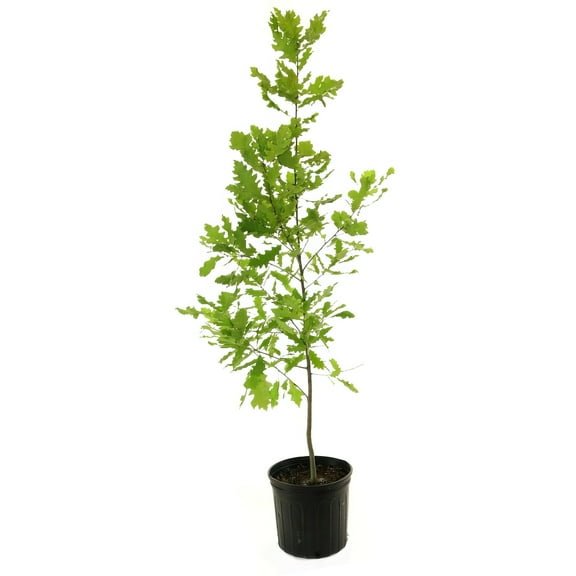 National Plant Network 3 gal Shumard Oak Live Tree with Full Sunlight