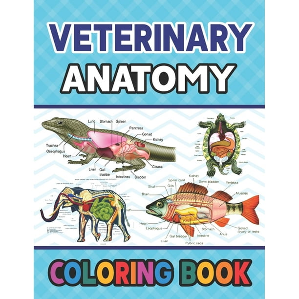 Download Veterinary Anatomy Coloring Book Learn The Veterinary Anatomy With Fun Easy Younger Kids For Learn