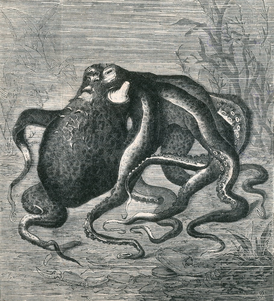 Octopus 1873 Stretched Canvas - Science Source (18 X 24) - Walmart.com 