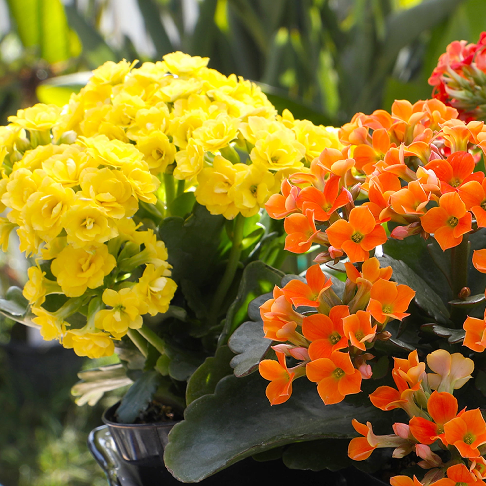 Element Live Plant Kalanchoe Blossfeldiana Succulent Assorted Color in 4in Pot