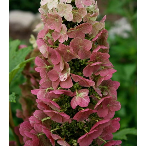 Jetstream™ Oakleaf Hydrangea