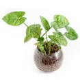 thumbnail image 5 of Uxcell 9-10mm 0.88 Lbs Clay Pebbles Brown Gardening Potted Balls for Hydroponic Growing, 5 of 6
