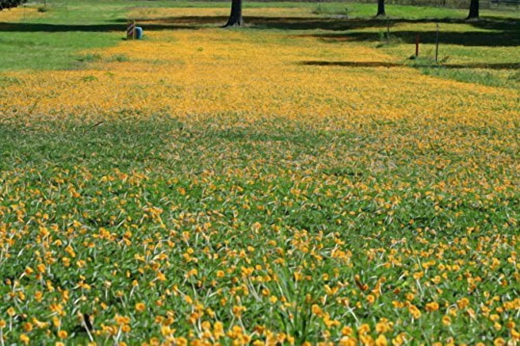 EcoTurf Perennial Peanut Grass - 3 Live Plants - Arachis Glabrata - Drought Tolerant Low Maintenance Ground Cover