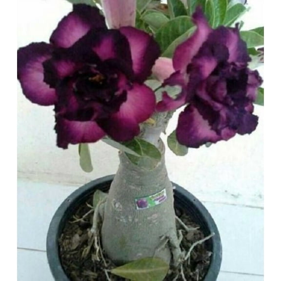 4 Purple Black Desert Rose Seeds Adenium Flowers Flower Perennial 43 US SELLER