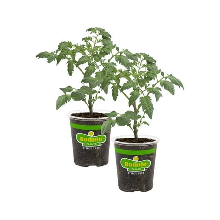 Bonnie Plants Celebrity Tomato 19.3 oz. 2-pack