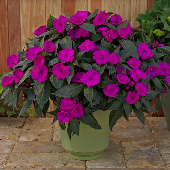 2.5 in. Sunpatiens® 'Compact Purple' Live Annual with Full Sunlight- 3 Piece