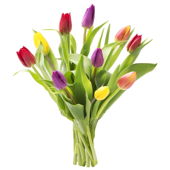 KaBloom Fresh Cut Flower, 10 Assorted Tulips, Without Vase, Fragrant, Gift for all occasions