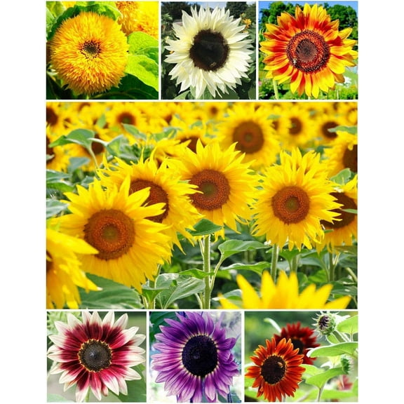 100  Colorful Mix, Sunflower Seed for Planting - (Helianthus annuus) Non-GMO Seeds - Made in USA