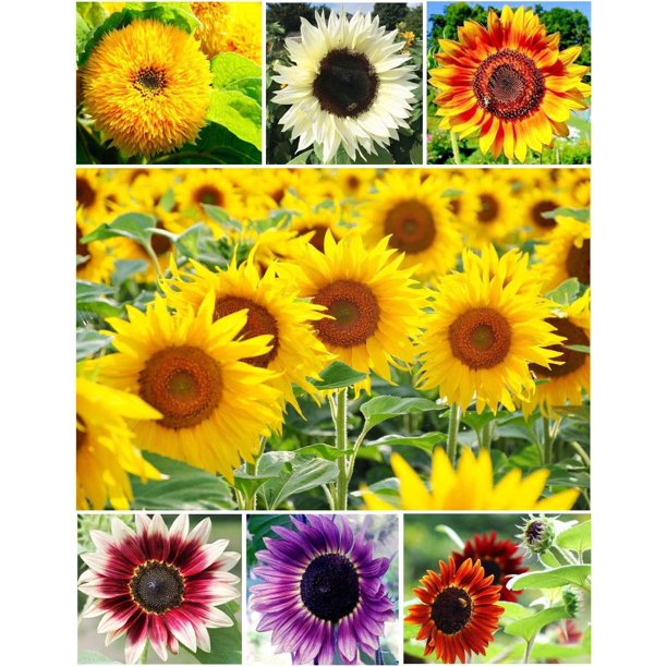 100+ Colorful Mix, Sunflower Seed for Planting (Helianthus annuus