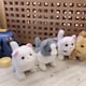 thumbnail image 5 of Juguete de gato que camina de forma simulada para niños | Peluche realista con maullido | Regalo educativo interactivo para mascotas | Amigo peludo a pilas | Regalo de cumpleaños para niños pequeño, 5 of 5