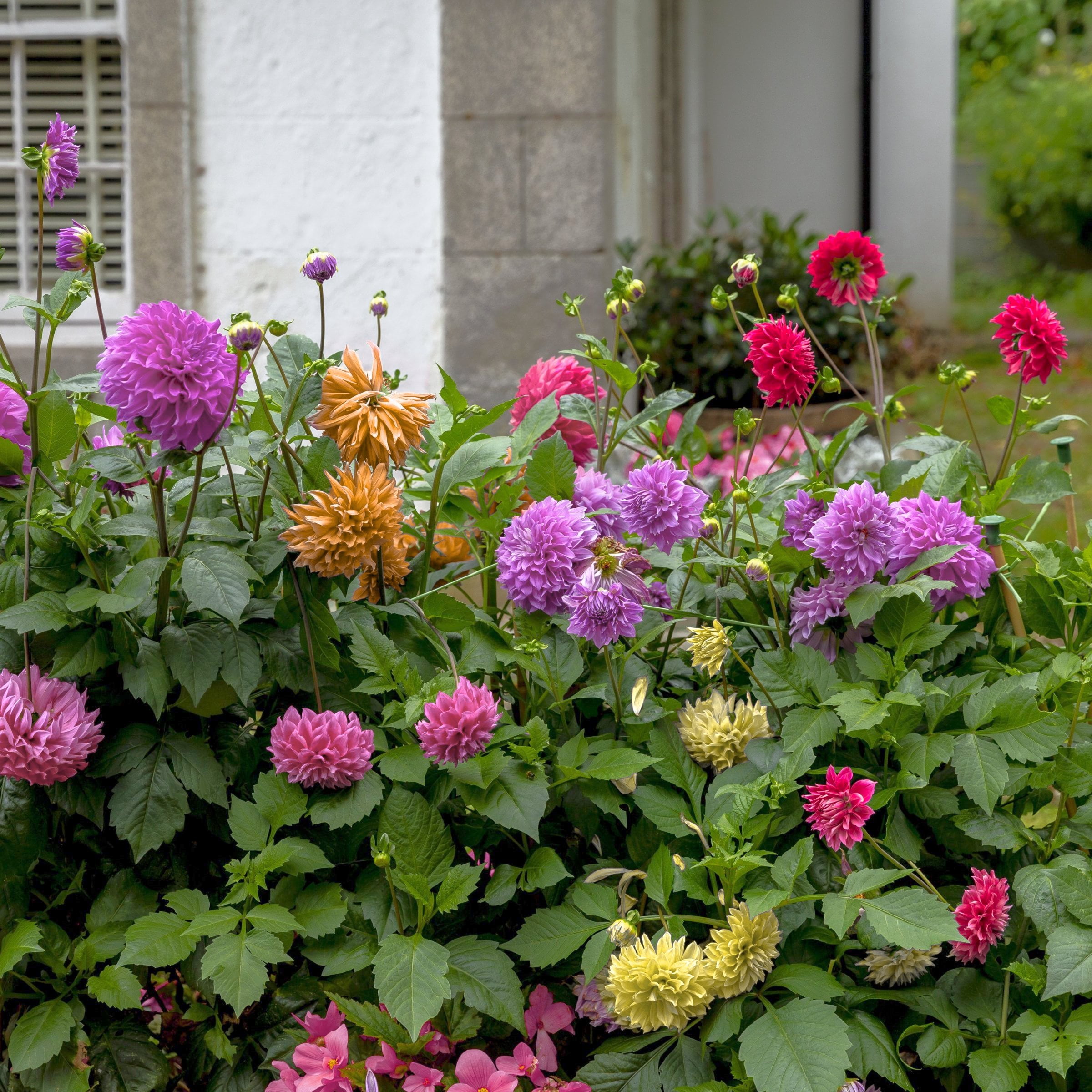 National Plant Network Dahlia Decorative Mixed Bulbs (10-Pack)