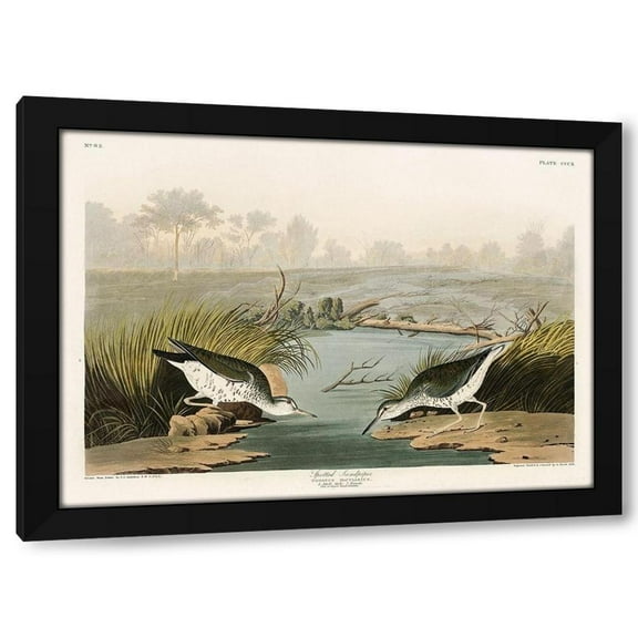 Audubon, John James 14x11 Black Modern Framed Museum Art Print Titled - Spotted Sandpiper