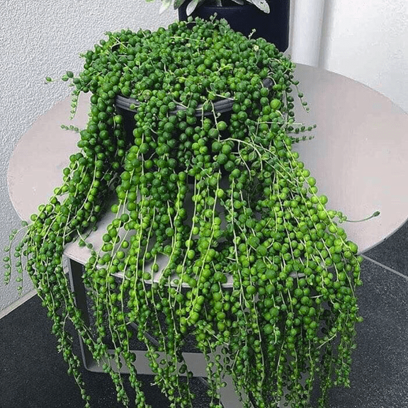 String of Pearl Plant, Live Succulent Houseplant, 4 Inches Pot, String of Pearls Live Plant for Indoor Growing
