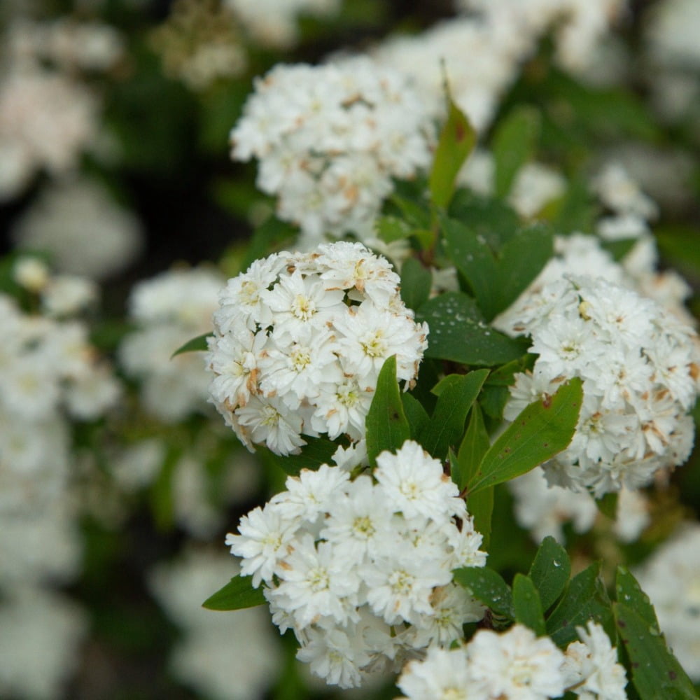 Expert Gardener Reeves Bridal Wreath Spirea, 2.5 Quart Grower Pot, White Blooming Deciduous Live Outdoor Shrub